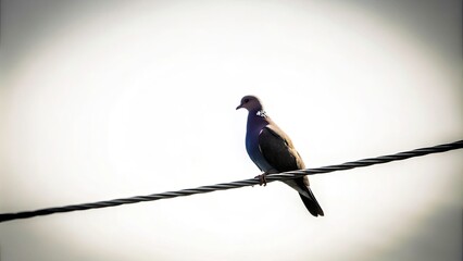 Silhouette of Pigeon on Electric Wire - Minimalist Nature Photography, Isolated Background, Urban Wildlife, Bird Silhouette, Electric Lines, Nature Abstract, Black and White, Artistic Shot