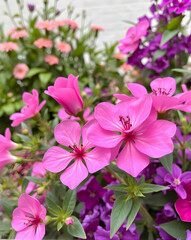 Pink and purple flowers
