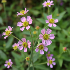 Fototapeta premium Pink and purple flowers