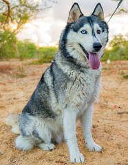 Husky blanco y negro sentado en la arena del desierto con ojo blanco y otro cafe 