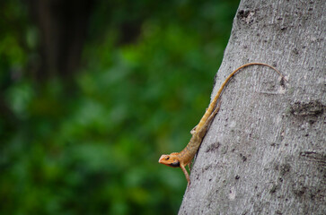 A yellow and orange iguana or lizard is walking on a tree trunk, preying and waiting for its prey