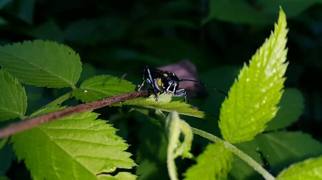 Glenea elegans is a species of beetle in the family Cerambycidae. Originally under the genus Saperda. It is known from Malaysia, Thailand, Sumatra, and Java. 4k footage shot at night in the jungle.