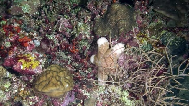 Discover fascinating Choriaster granulatus, truly remarkable starfish characterized by its distinct brown body and unique tentacles, gracefully resting on vibrant and diverse seabed of coral reef