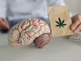 Model of a human brain with visible blood vessels featuring a cannabis leaf concept