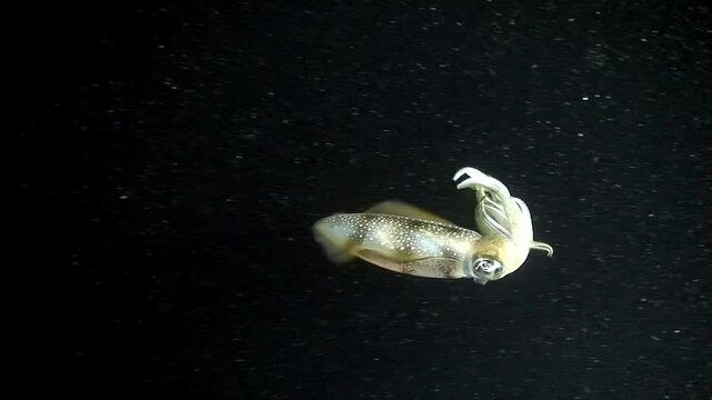 Explore captivating world of cuttlefish as they navigate colorful coral reefs at night, showcasing unique behaviors and adaptations vital to marine ecosystem and their interactions with environment