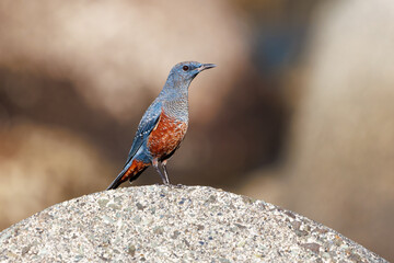 きれいな声でさえずる美しいイソヒヨドリ（ヒタキ科）
英名、学名：Blue Rock Thrush (Monticola solitarius
静岡県伊豆半島賀茂郡南伊豆町中木ヒリゾ浜2024年
