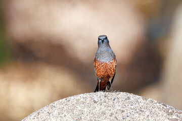 きれいな声でさえずる美しいイソヒヨドリ（ヒタキ科）
英名、学名：Blue Rock Thrush (Monticola solitarius
静岡県伊豆半島賀茂郡南伊豆町中木ヒリゾ浜2024年
