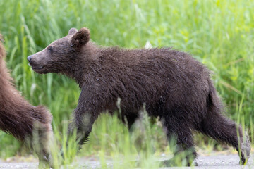 Wild coastal brown bear cub in Katmai National Park.