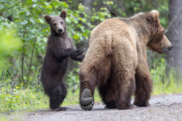 Wild coastal brown bear cub in Katmai National Park.