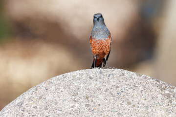 きれいな声でさえずる美しいイソヒヨドリ（ヒタキ科）
英名、学名：Blue Rock Thrush (Monticola solitarius
静岡県伊豆半島賀茂郡南伊豆町中木ヒリゾ浜2024年
