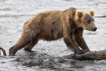 Wild coastal brown bear fishing along the Brooks River in Katmai National Park in Alaska.