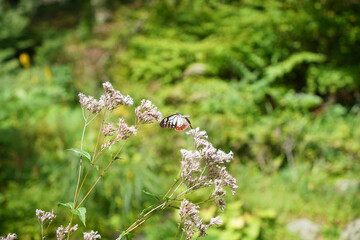 フジバカマの花畑に舞うアサギマダラ