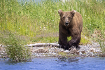 Wild coastal brown bear fishing along the Brooks River in Katmai National Park in Alaska.