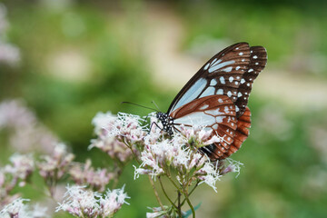 アサギマダラの穏やかなひととき