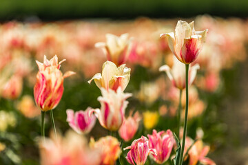 Naklejka premium Beautiful tulips blooming with color.