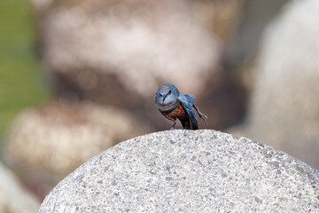 羽繕いする美しいイソヒヨドリ（ヒタキ科）
英名、学名：Blue Rock Thrush (Monticola solitarius
静岡県伊豆半島賀茂郡南伊豆町中木ヒリゾ浜2024年
