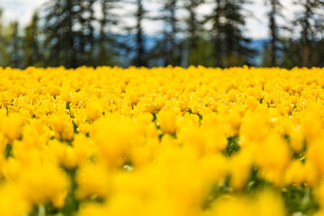 Beautiful tulips blooming with color.