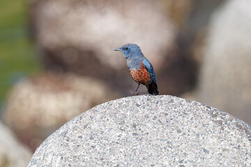きれいな声でさえずる美しいイソヒヨドリ（ヒタキ科）
英名、学名：Blue Rock Thrush (Monticola solitarius
静岡県伊豆半島賀茂郡南伊豆町中木ヒリゾ浜2024年

