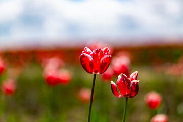 Beautiful tulips blooming with color.