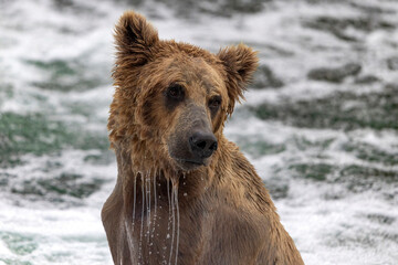 Wild coastal brown bear fishing along the Brooks River in Katmai National Park in Alaska.