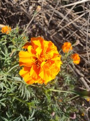 orange flower in the garden