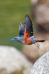飛び立つ美しいイソヒヨドリ（ヒタキ科）
英名、学名：Blue Rock Thrush (Monticola solitarius
静岡県伊豆半島賀茂郡南伊豆町中木ヒリゾ浜2024年
