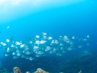 美しく大きなヘダイ（タイ科）他の群れ。
英名学名：Goldlined seabream (Rhabdosargus sarba) 
静岡県伊豆半島賀茂郡南伊豆町中木ヒリゾ浜2024年

