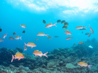 美しいメジナ（イスズミ科）、ホウライヒメジ（ヒメジ科）、チョウチョウウオ（チョウチョウウオ科）他の群れ。
英名学名：Largescale Blackfish (Girella punctata), Whitesaddle goatfish (Parupeneus ciliatus), Oriental ButterflyFish (Chaetodon aurites)
中木ヒリゾ浜2024年
