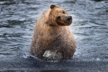 Wild coastal brown bear fishing along the Brooks River in Katmai National Park in Alaska.