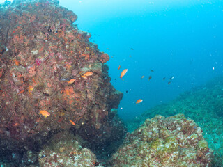ウミトサカとキンギョハナダイ（ハナダイ亜科）ソラスズメダイ、キホシスズメダイ（スズメダイ科）他群れ
英名学名：Sea Goldie, Pseudanthias squamipinnis
Northern yellow-spotted chromis, Chromis yamakawai
Heavenly Damselfish, Pomacentrus coelestis
Alcyonacea
24