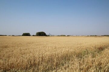 wheat field in the summer