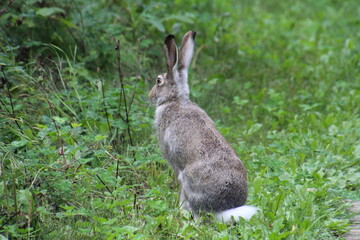rabbit on the grass
