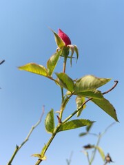 red rose bud