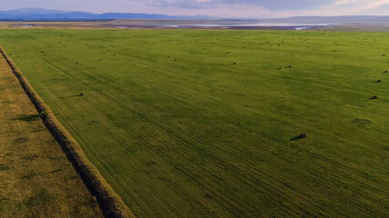 hay rolls in a green field with lush grass at sunset