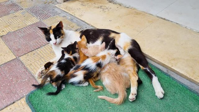 colorful stray cat nursing her kittens in Bizerte Tunesia