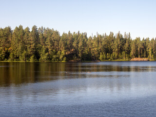 flock of loons on lake in summer