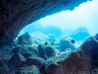 水中洞窟にいる、美しいツノダシ（ツノダシ科）、ブダイ（ブダイ科）他
英名学名：Moorish Idol, Zanclus cornutus
Parrotfish, Calotomus japonicus
静岡県伊豆半島賀茂郡南伊豆町中木ヒリゾ浜2024年
