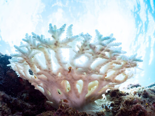 高海水温が続いているのでサンゴの白化現象が起きている。
美しい巨大なエンタクミドリイシ（ミドリイシ科）の群生。
英名学名：Table coral, Leptastrea purpurea
静岡県伊豆半島賀茂郡南伊豆町中木ヒリゾ浜2024年
