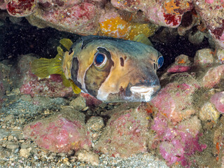水中洞窟の巨大で美しいヒトヅラハリセンボン（ハリセンボン科）。
英名学名：Black-blotched Porcupinefish, Diodon liturosus
静岡県伊豆半島賀茂郡南伊豆町中木ヒリゾ浜2024年
