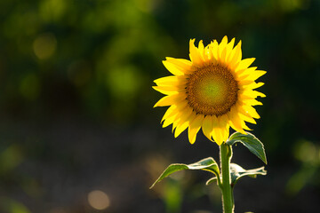 Sunflowers bask in the evening light.
