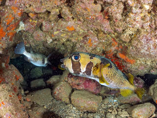 水中洞窟の巨大で美しいヒトヅラハリセンボン（ハリセンボン科）。
英名学名：Black-blotched Porcupinefish, Diodon liturosus
美しく大きなイシガキフグ（ハリセンボン科）。
英名学名：Pacific Burrfish (Chilomycterus reticulatus)
静岡県伊豆半島賀茂郡南伊豆町中木ヒリゾ浜2024年

