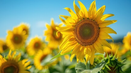 Fototapeta premium A Field of Vibrant Sunflowers Bathed in Bright Sunshine Beneath a Clear Blue Sky