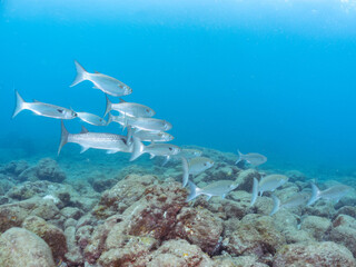 水面近くを泳ぐ美しいボラ（ボラ科）の群れ。スキンダイバーも泳いでいる。
英名学名：Flathead Gray Mullet (Mugil cephalus)
南伊豆町中木ヒリゾ浜2024年
