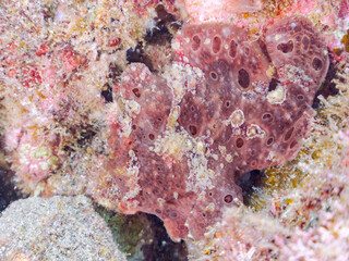 エスカ（触手）を振って魚を呼び寄せて狩る、巨大なオオモンカエルアンコウ（カエルアンコウ科）。
英名学名：Giant Frogfish, Antennarius commersoni
自分よりも大きな獲物でも、１０倍に広がる大きな口で丸呑みにする。
その速度は0.0001秒。生物界最速のハンターである。

静岡県伊豆半島賀茂郡南伊豆町中木ヒリゾ浜2024年
