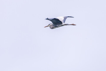 飛翔する美しいアオサギ（サギ科）
英名学名：Grey Heron (Ardea cinerea)
静岡県伊豆半島賀茂郡南伊豆町中木ヒリゾ浜2024年
