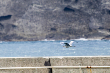 飛翔する美しいアオサギ（サギ科）
英名学名：Grey Heron (Ardea cinerea)
静岡県伊豆半島賀茂郡南伊豆町中木ヒリゾ浜2024年
