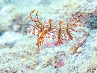 可愛いオビテンスモドキ（ベラ科）の幼魚他。
英名学名：Rockmover wrasse, Novaculichthys taeniourus

静岡県伊豆半島賀茂郡南伊豆町中木ヒリゾ浜2024年
