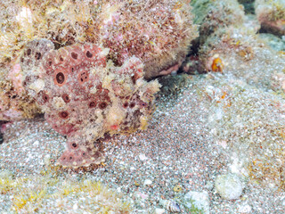 エスカ（触手）を振って魚を呼び寄せて狩る、巨大なオオモンカエルアンコウ（カエルアンコウ科）。
英名学名：Giant Frogfish, Antennarius commersoni
自分よりも大きな獲物でも、１０倍に広がる大きな口で丸呑みにする。
その速度は0.0001秒。生物界最速のハンターである。

静岡県伊豆半島賀茂郡南伊豆町中木ヒリゾ浜2024年
