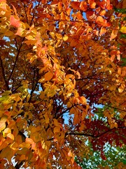 公園の秋の紅葉