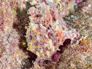 エスカ（触手）を振って魚を呼び寄せて狩る、巨大なオオモンカエルアンコウ（カエルアンコウ科）。
英名学名：Giant Frogfish, Antennarius commersoni
自分よりも大きな獲物でも、１０倍に広がる大きな口で丸呑みにする。
その速度は0.0001秒。生物界最速のハンターである。

静岡県伊豆半島賀茂郡南伊豆町中木ヒリゾ浜2024年
